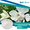 Geniposide is a natural iridoid glycoside found in various plants, with Gardenia jasminoides being a notable source.